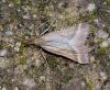 Synaphe punctalis